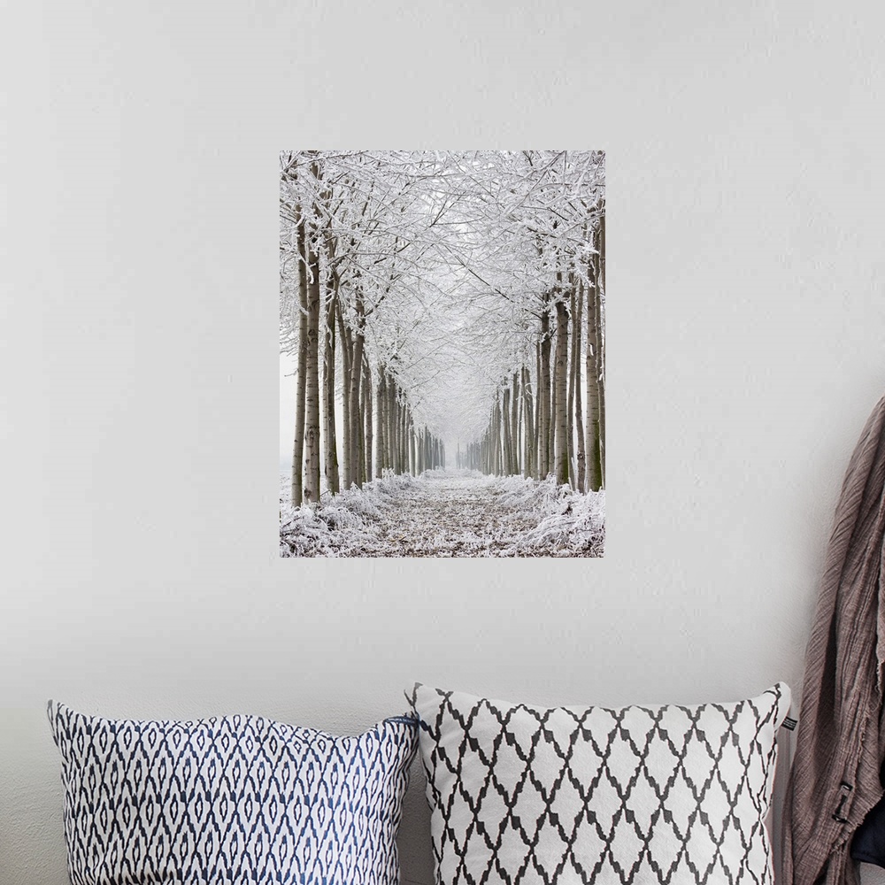 A bohemian room featuring Two rows of frozen trees.