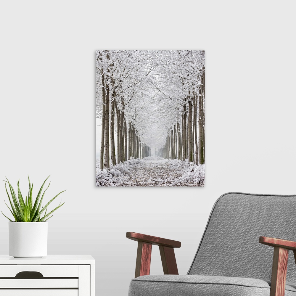 A modern room featuring Two rows of frozen trees.