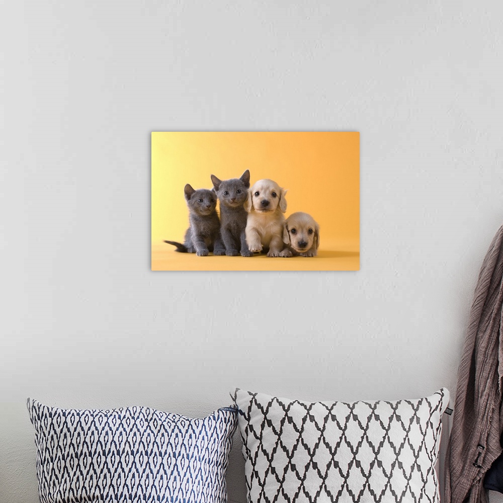 A bohemian room featuring Two Russian Blue Kittens and Two Dachshund Puppies