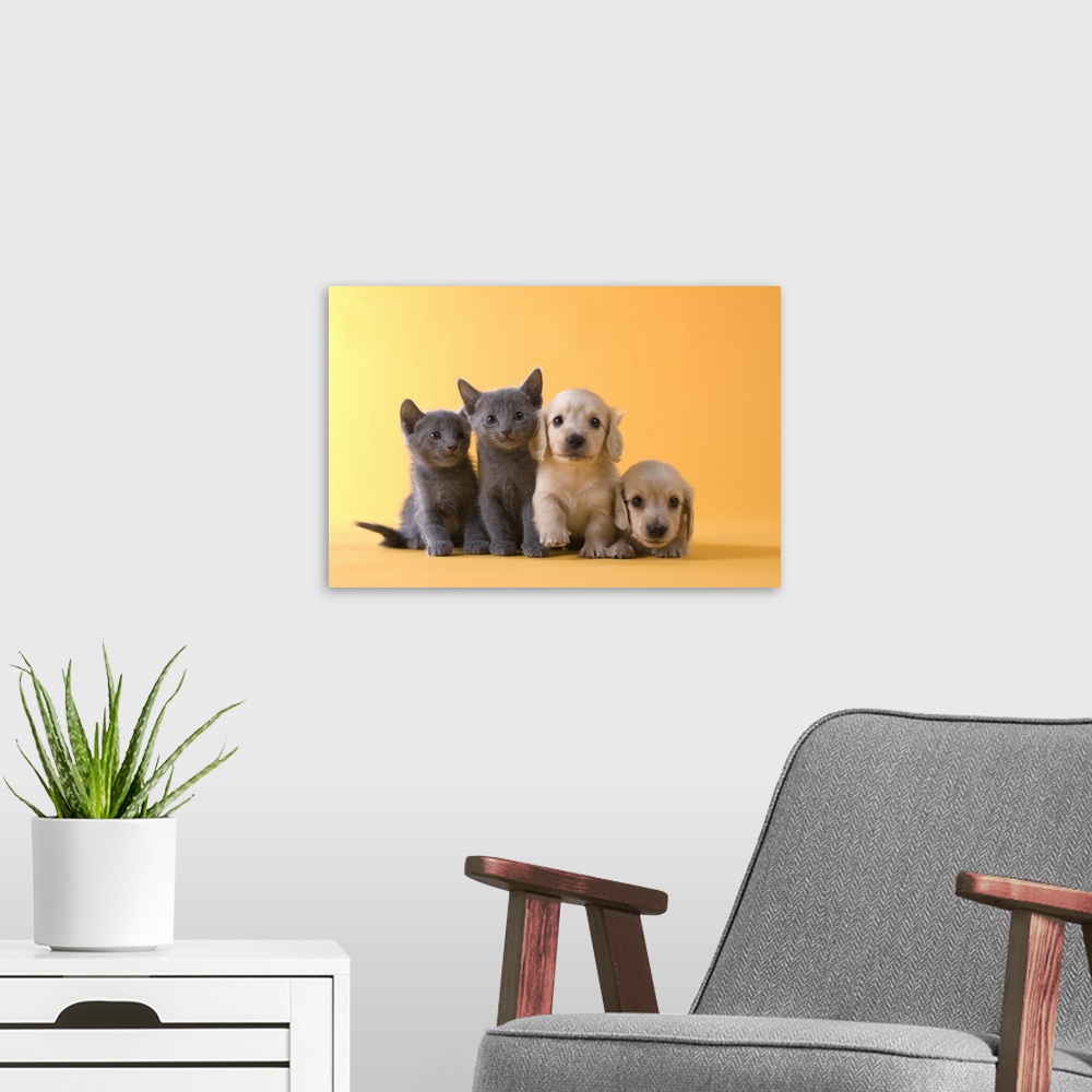 A modern room featuring Two Russian Blue Kittens and Two Dachshund Puppies
