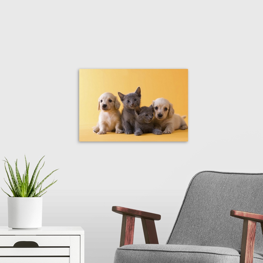 A modern room featuring Two Russian Blue Kittens and Two Dachshund Puppies