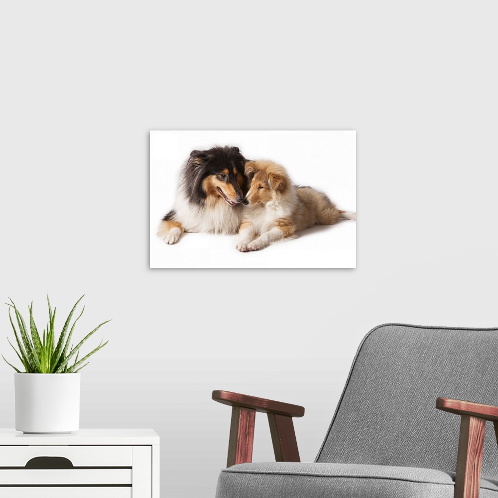 A modern room featuring 2 Scottish Collies friends!Female dogs lying on white paper. The left is 2 years old and the righ...