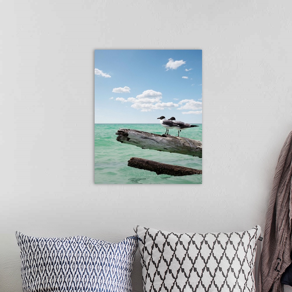 A bohemian room featuring Two seagulls sitting on a dead tree sticking out of the water on location at Sarasota Florida  fo...