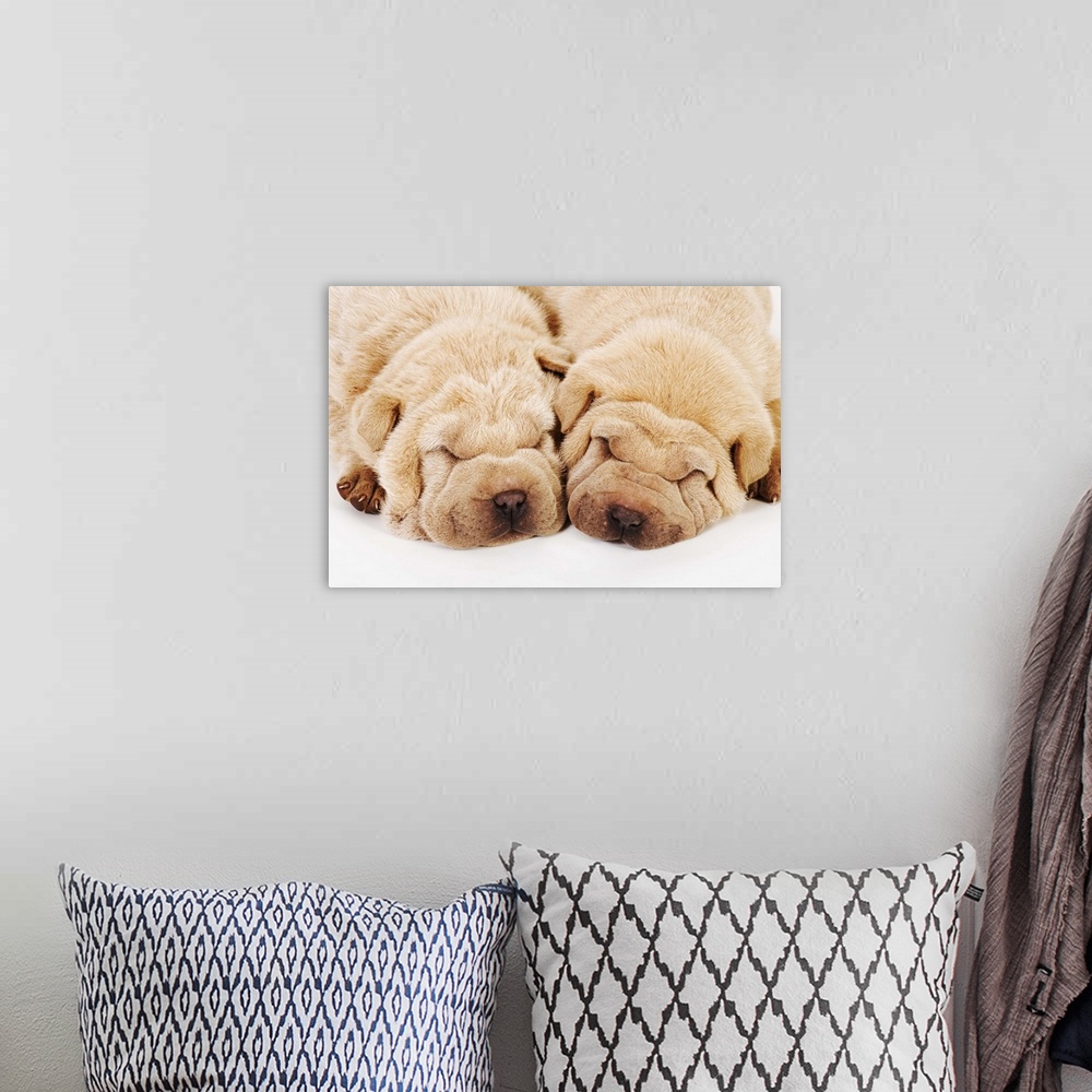 A bohemian room featuring Two Shar Pei puppies sleeping, white background, studio shot