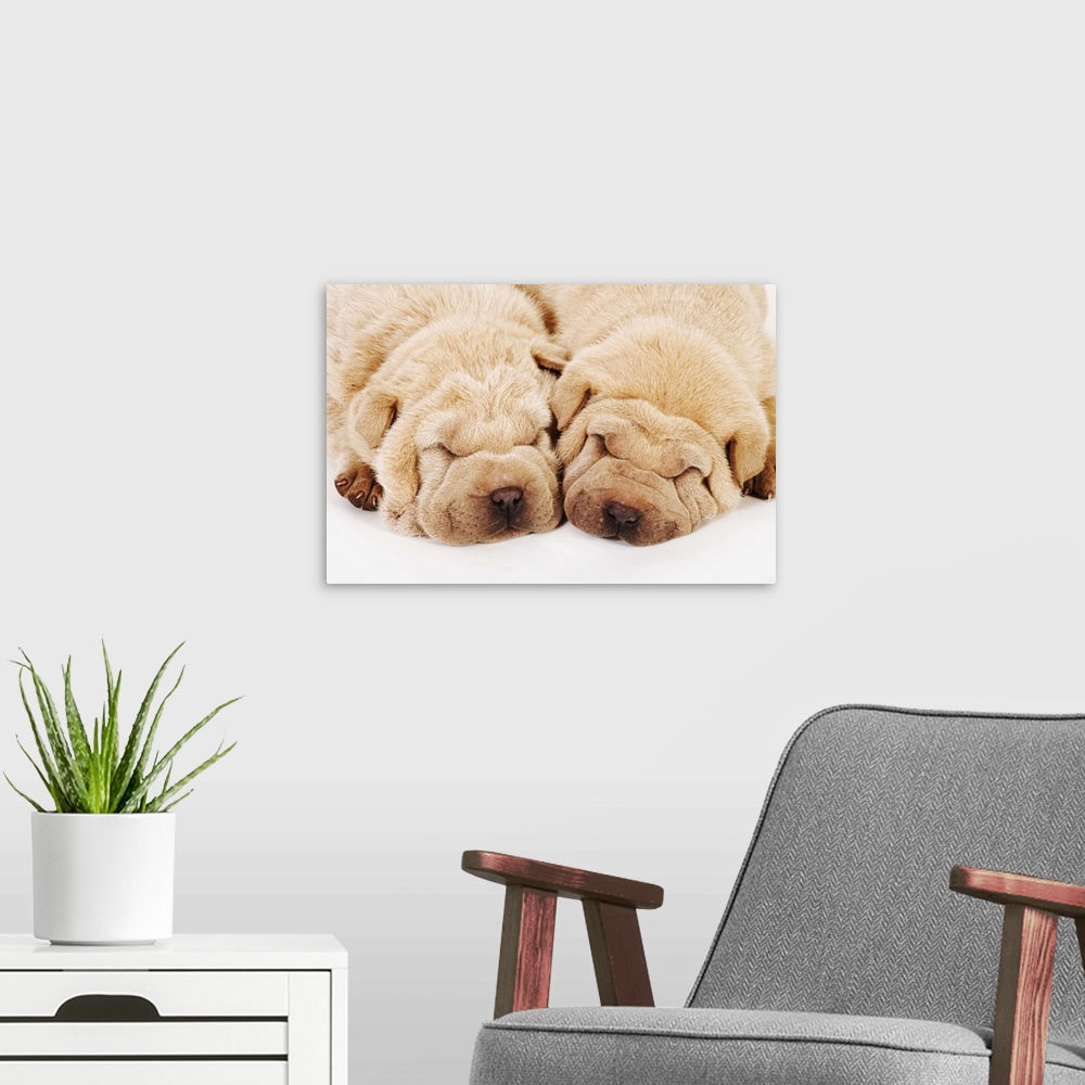 A modern room featuring Two Shar Pei puppies sleeping, white background, studio shot