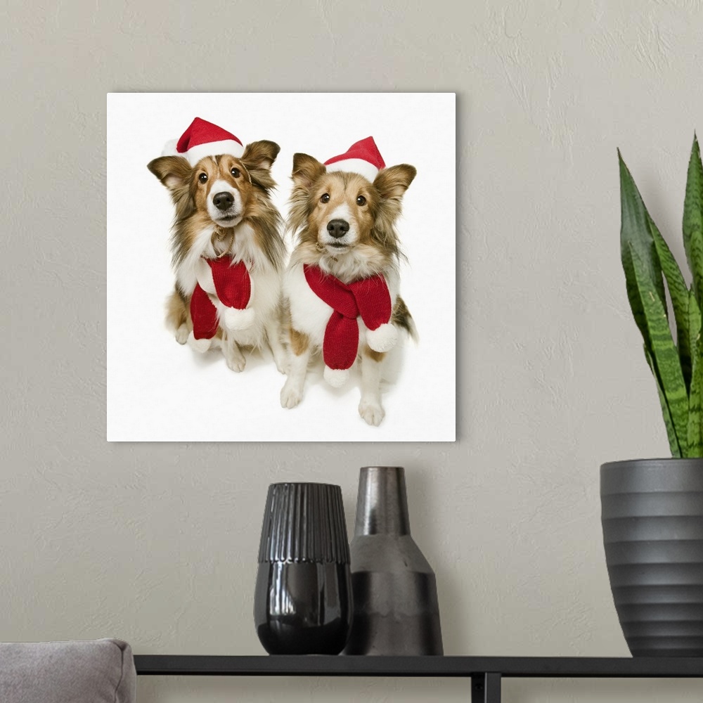A modern room featuring Two Shetland Sheepdogs wearing Santa hats and scarves, studio shot