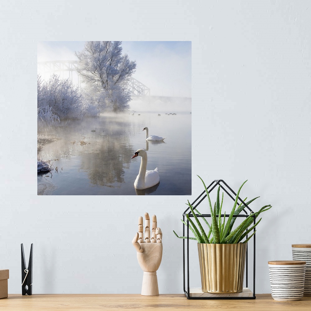 A bohemian room featuring Two swans swimming in icy winter wonderland.