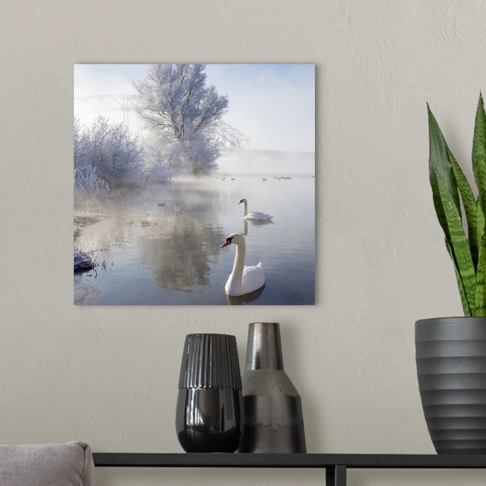 A modern room featuring Two swans swimming in icy winter wonderland.