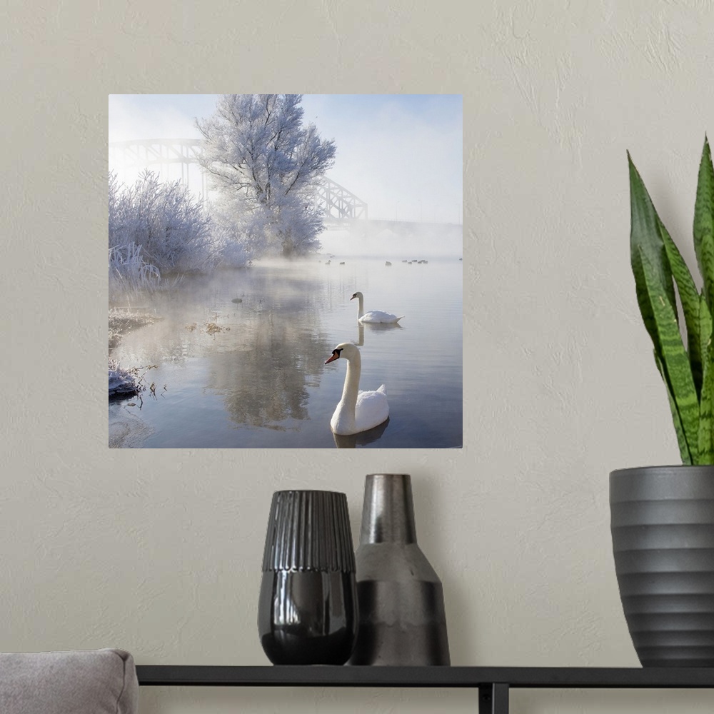 A modern room featuring Two swans swimming in icy winter wonderland.
