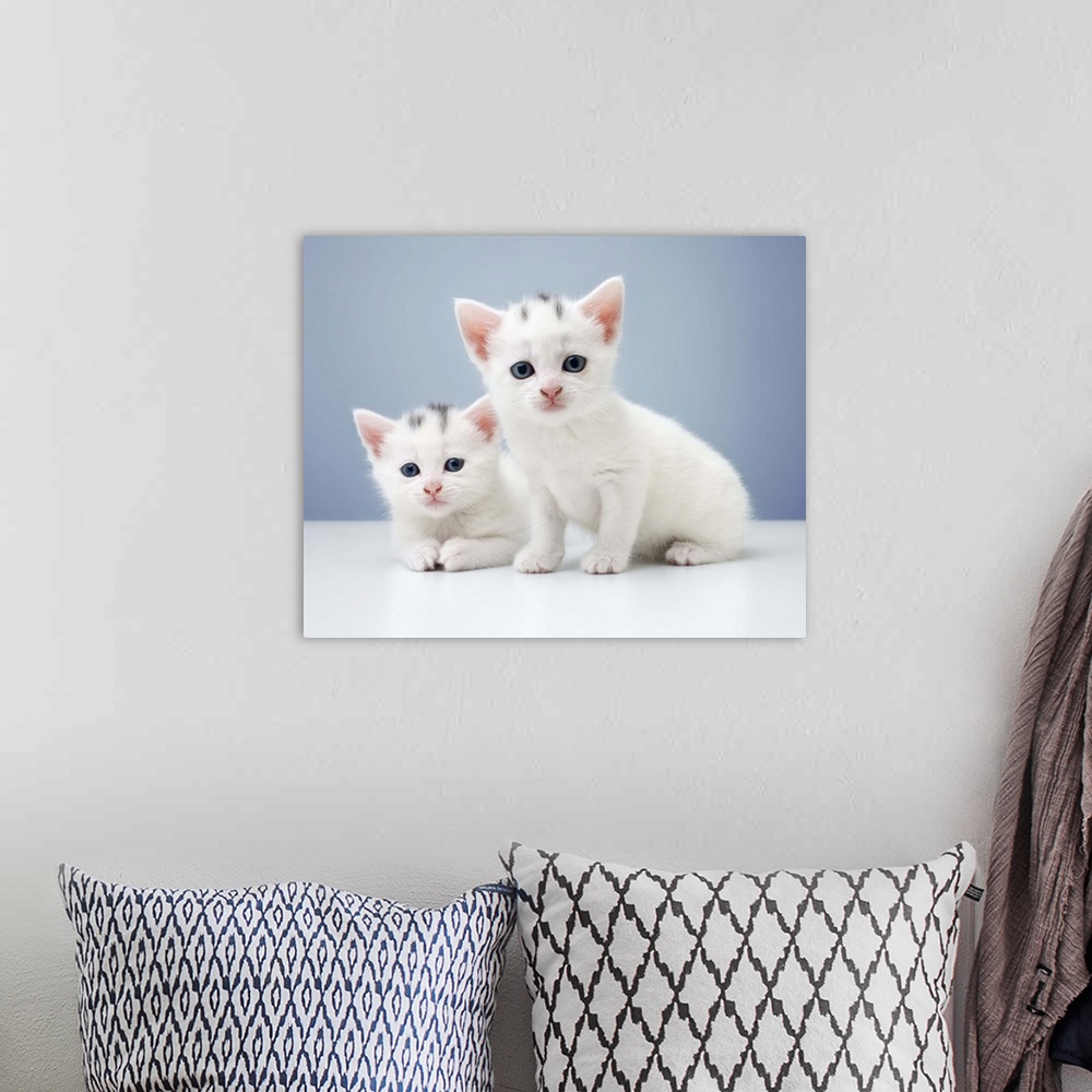 A bohemian room featuring Two very young white kittens stare inquisitively at the camera full of mischief and curiosity