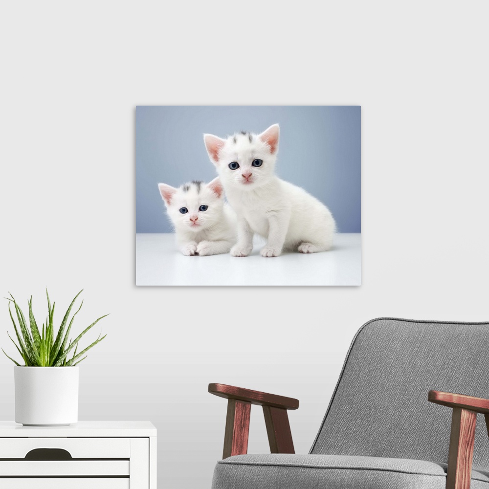 A modern room featuring Two very young white kittens stare inquisitively at the camera full of mischief and curiosity