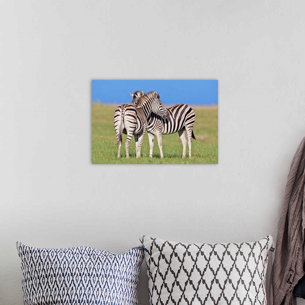 A bohemian room featuring Two Plains zebra (Equus quagga) on coastal plains, Mkambathi Game Reserve, Transkei Coast, Easter...