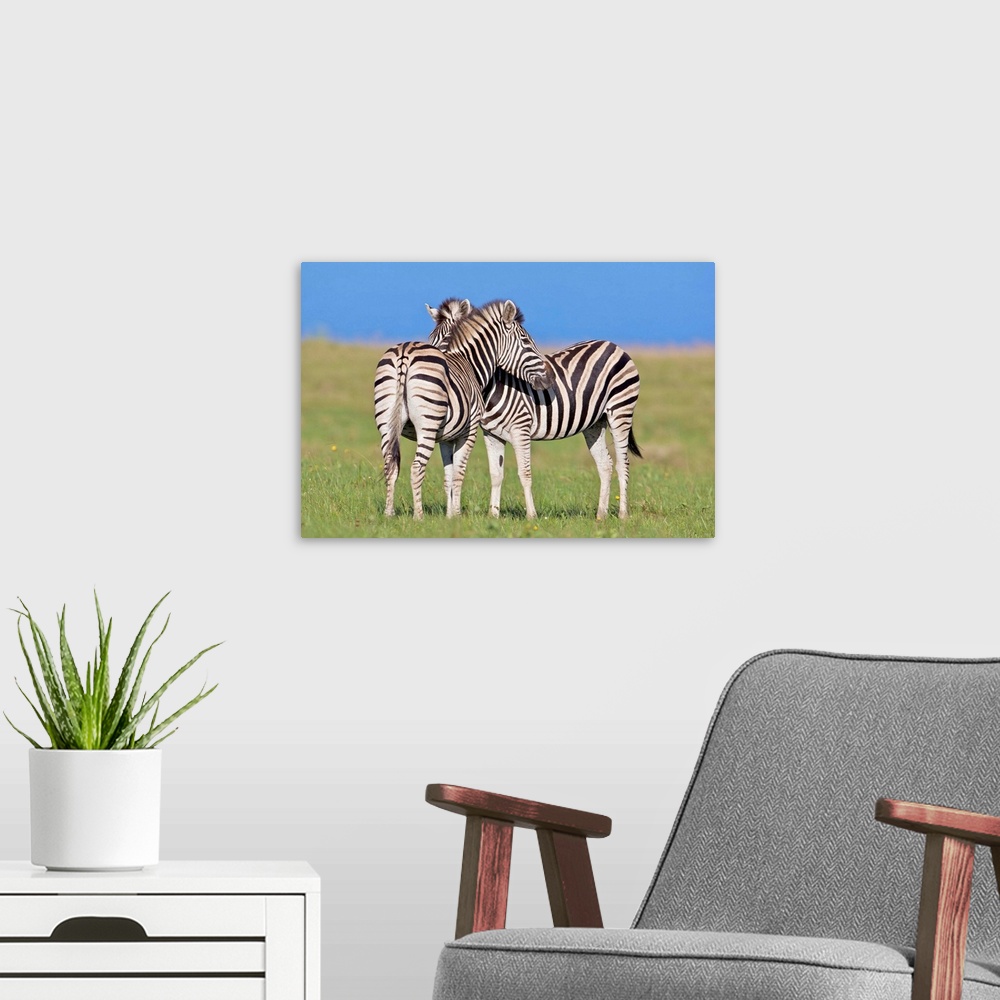 A modern room featuring Two Plains zebra (Equus quagga) on coastal plains, Mkambathi Game Reserve, Transkei Coast, Easter...