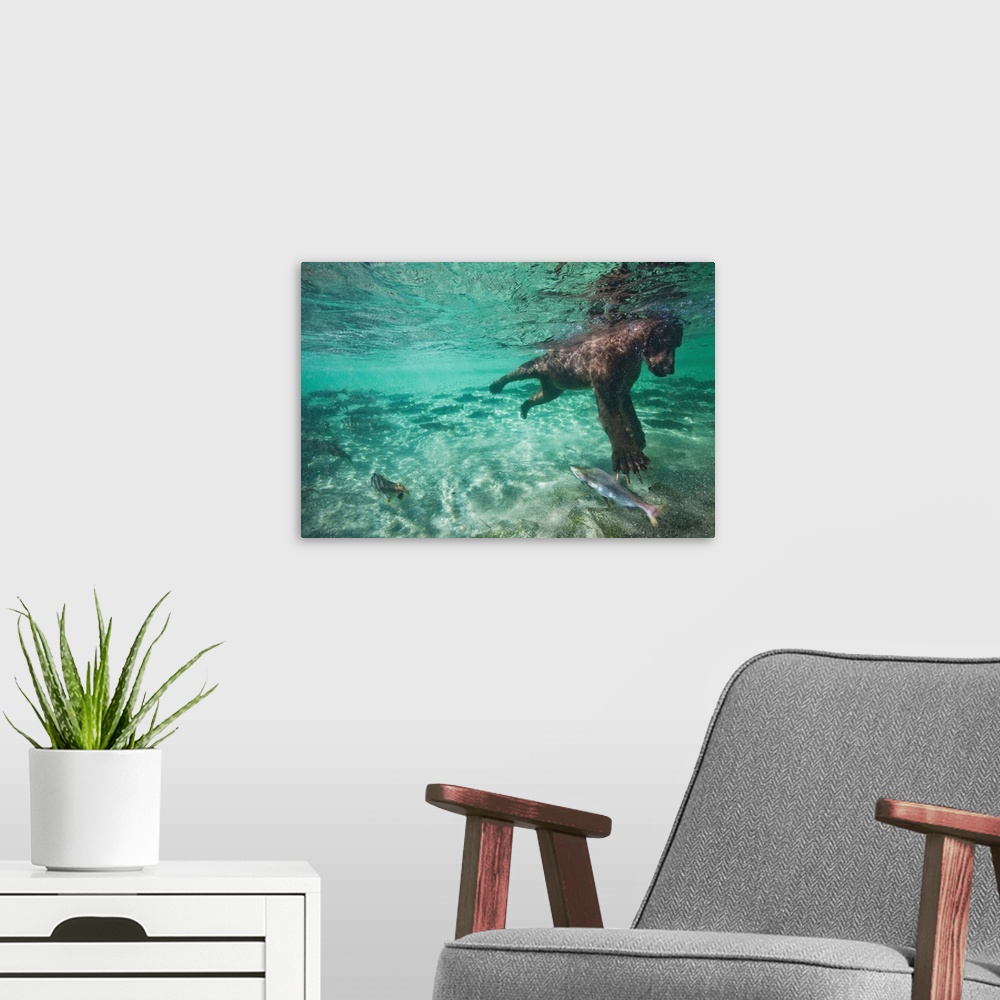 A modern room featuring USA, Alaska, Katmai National Park, Underwater view of Grizzly Bear (Ursus arctos) swimming after ...