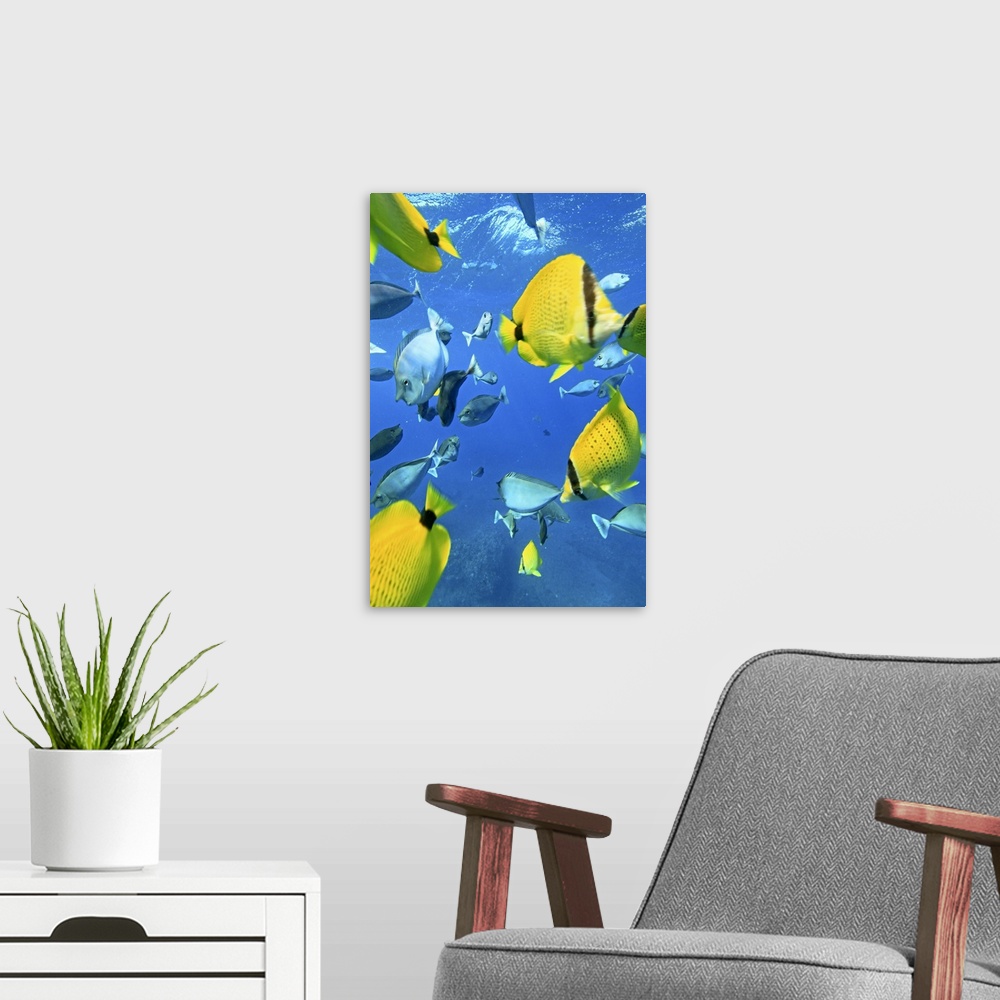 A modern room featuring Unicorn fish in ocean.