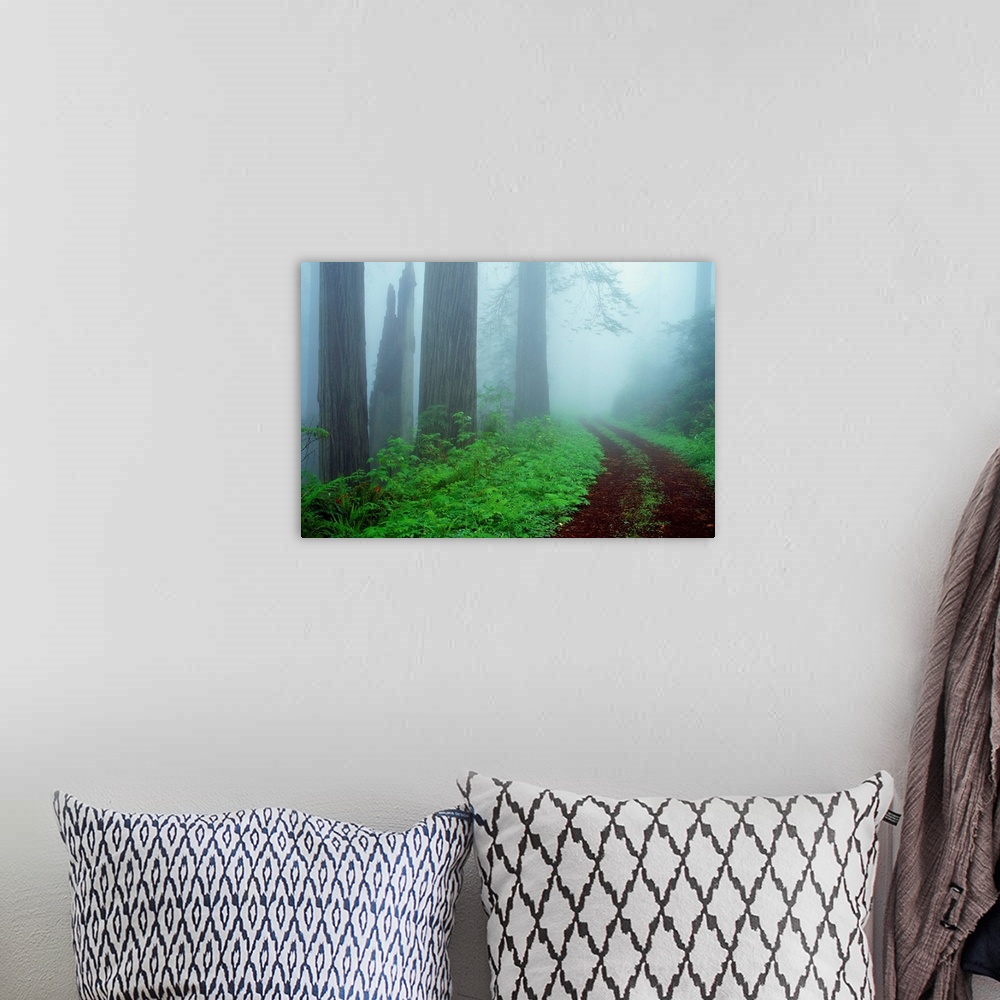 A bohemian room featuring Unpaved Road In Misty Redwood Forest