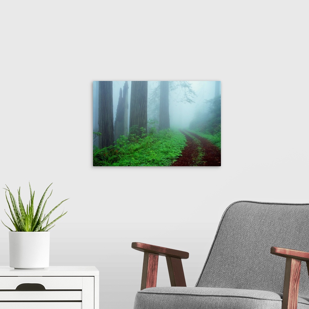 A modern room featuring Unpaved Road In Misty Redwood Forest
