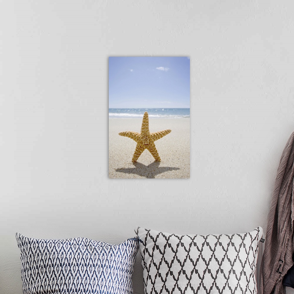 A bohemian room featuring USA, Massachusetts, Cape Cod, Nantucket, close up of starfish on sand