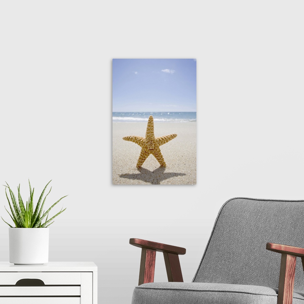 A modern room featuring USA, Massachusetts, Cape Cod, Nantucket, close up of starfish on sand