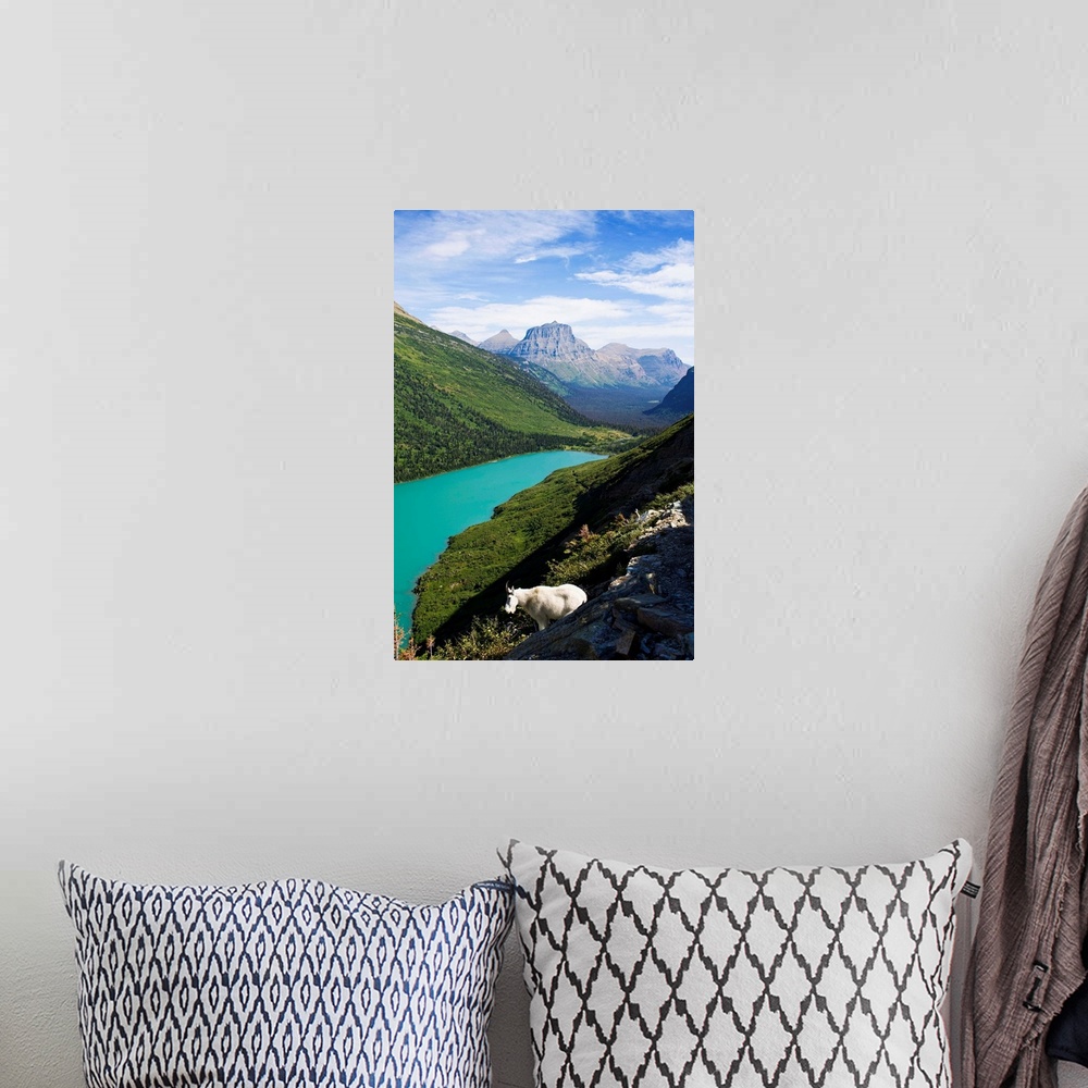A bohemian room featuring USA, Montana, Glacier National Park, Mountain goat, high angle view