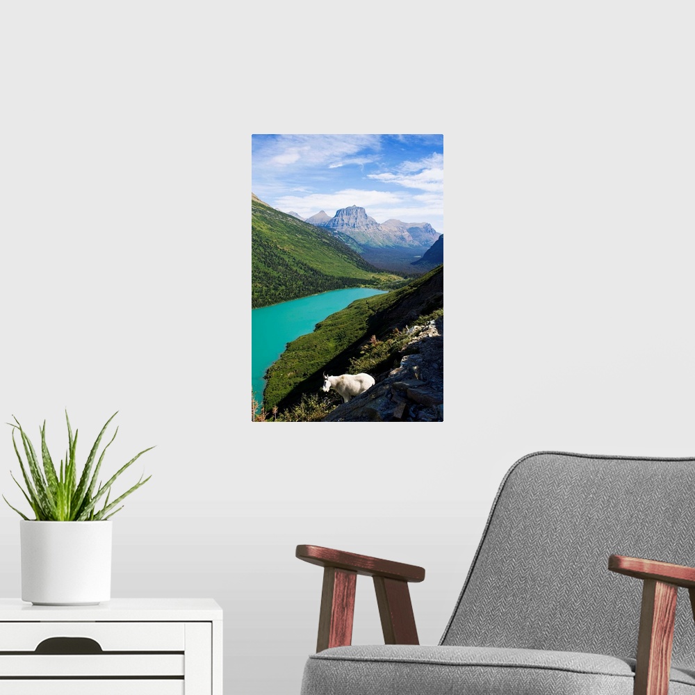 A modern room featuring USA, Montana, Glacier National Park, Mountain goat, high angle view