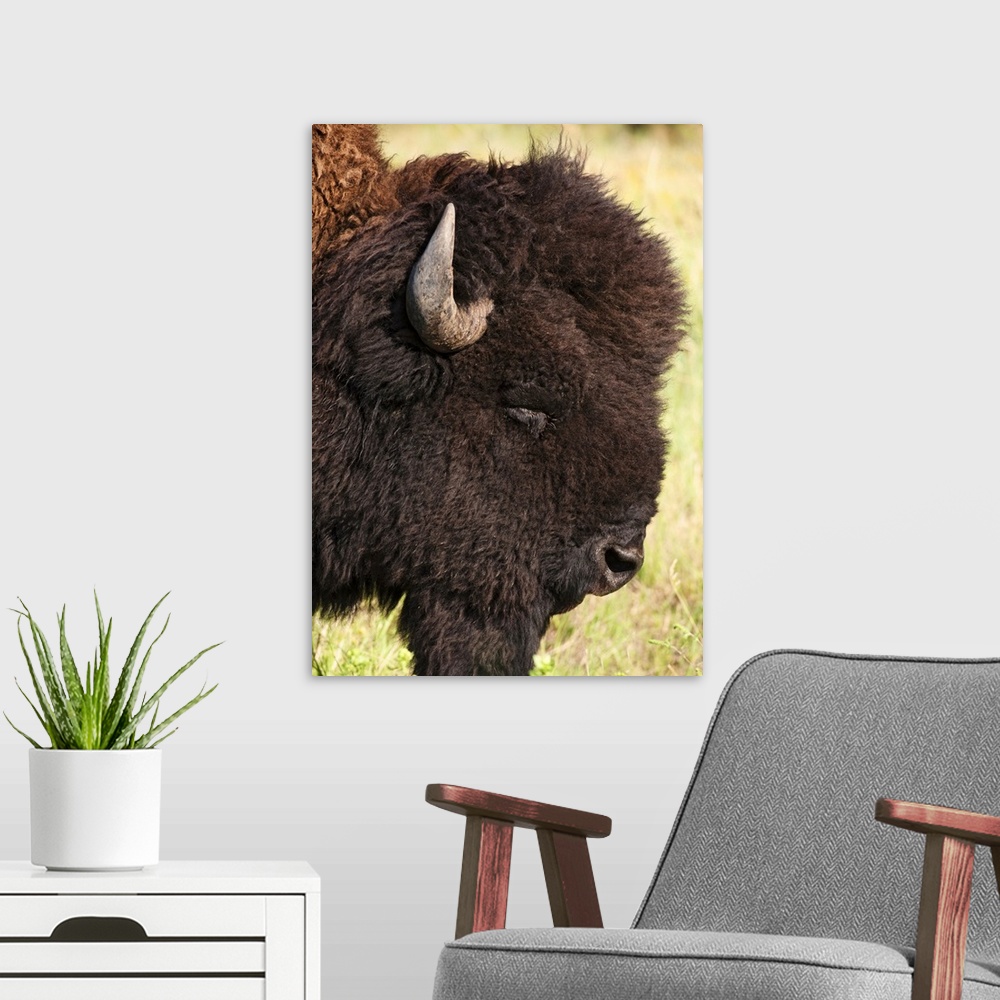 A modern room featuring USA, South Dakota, American bison (Bison bison) in Custer State Park, headshot