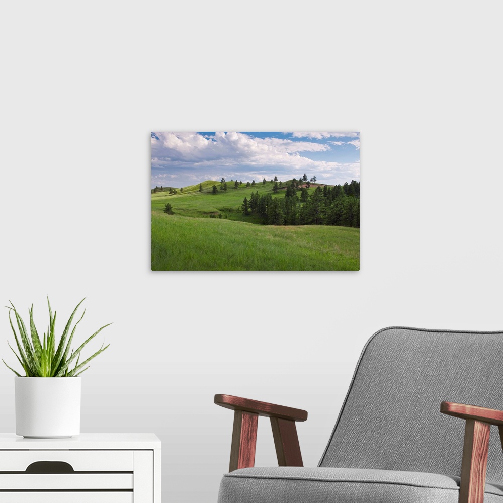 A modern room featuring USA, South Dakota, Meadow in Custer State Park