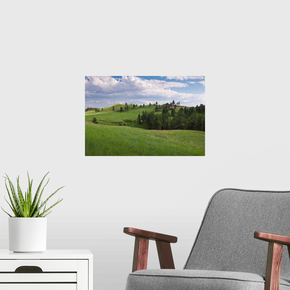 A modern room featuring USA, South Dakota, Meadow in Custer State Park