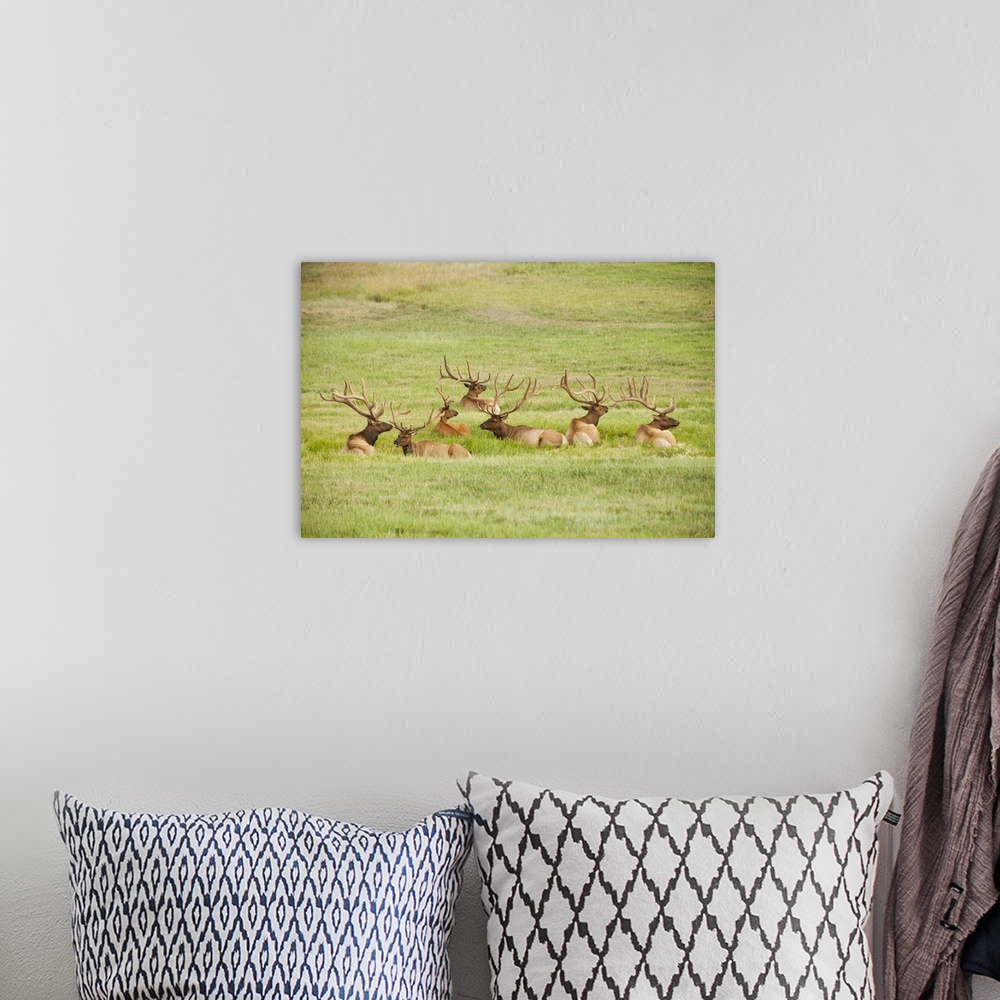 A bohemian room featuring USA, Utah, Group of bull Elk (Cervus canadensis) lying in field