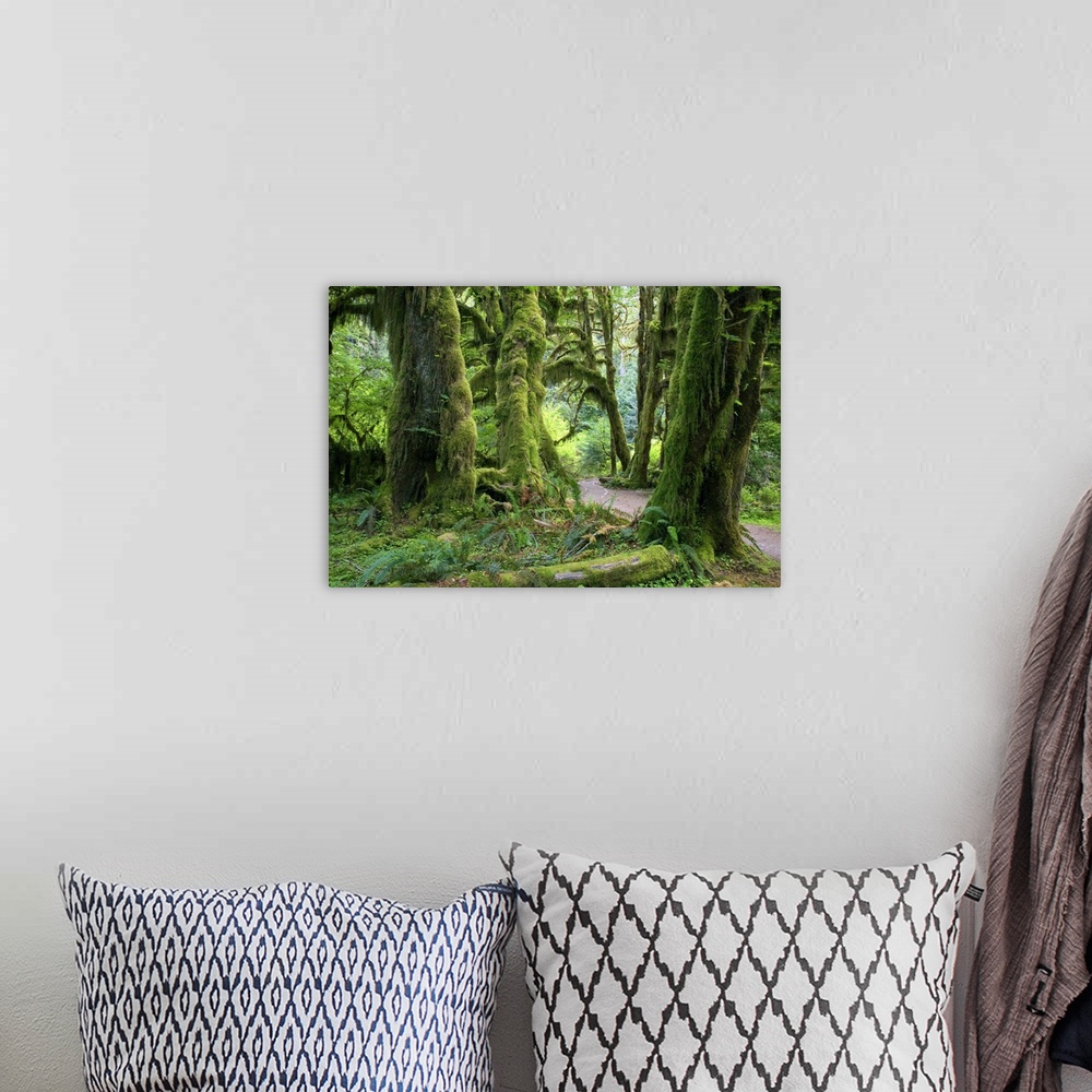 A bohemian room featuring USA, Washington, Olympic National Park, Hoh Rain Forest, Hall of Mosses Trail with Big leaf maples