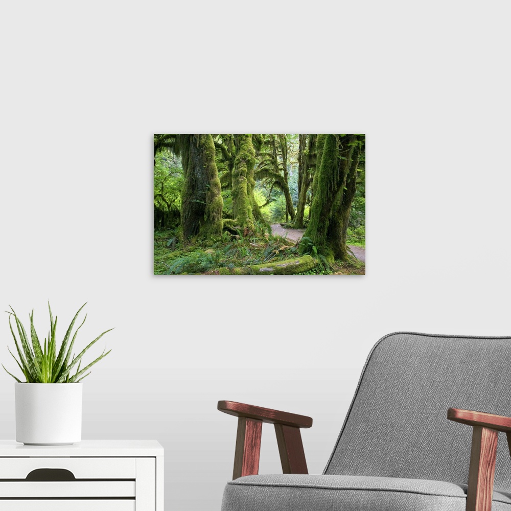 A modern room featuring USA, Washington, Olympic National Park, Hoh Rain Forest, Hall of Mosses Trail with Big leaf maples