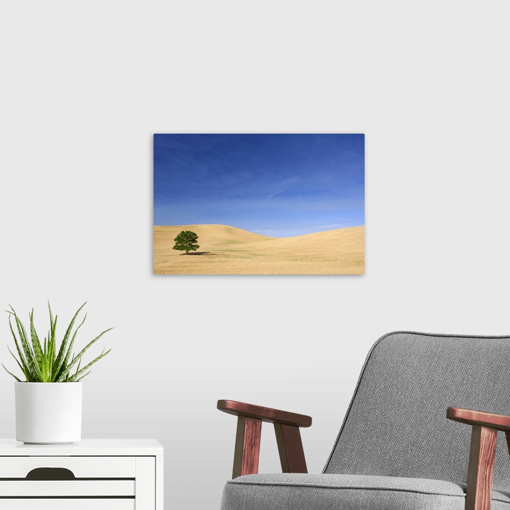 A modern room featuring USA, Washington, Palouse, Tree standing in wheat field