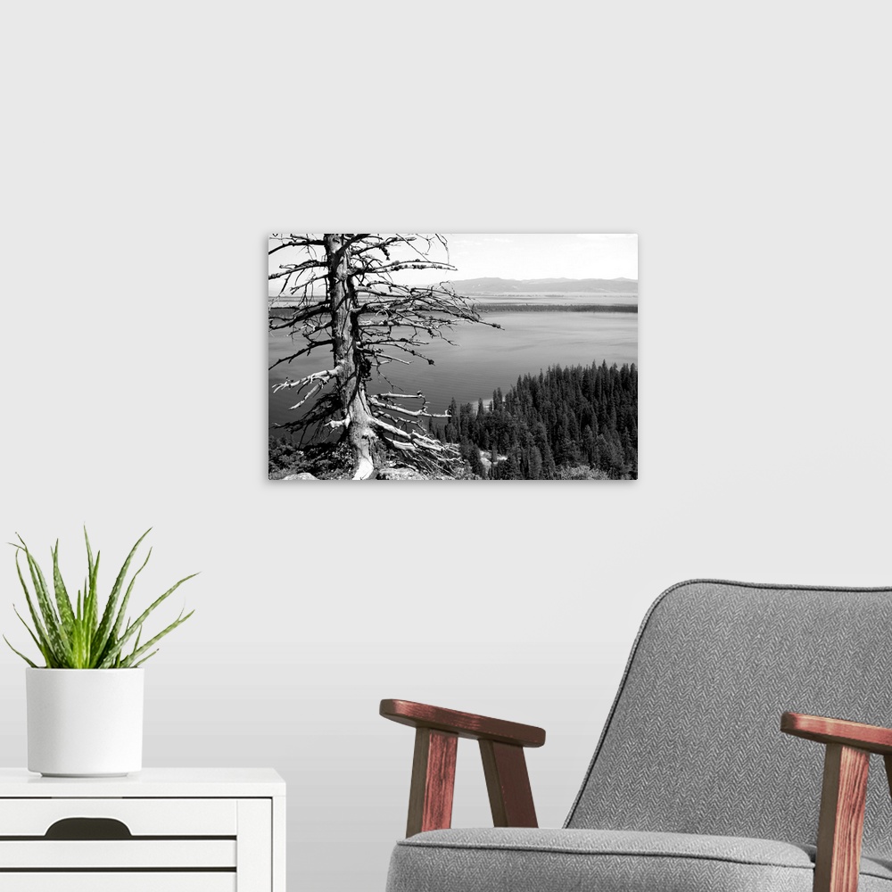 A modern room featuring USA, Wyoming, Grand Teton NP, Jenny Lake, dead tree (B&W)