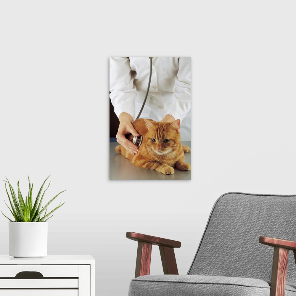 A modern room featuring Vet examining cat with stethoscope