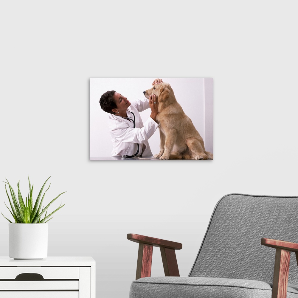 A modern room featuring Veterinarian examining Golden Retriever puppy
