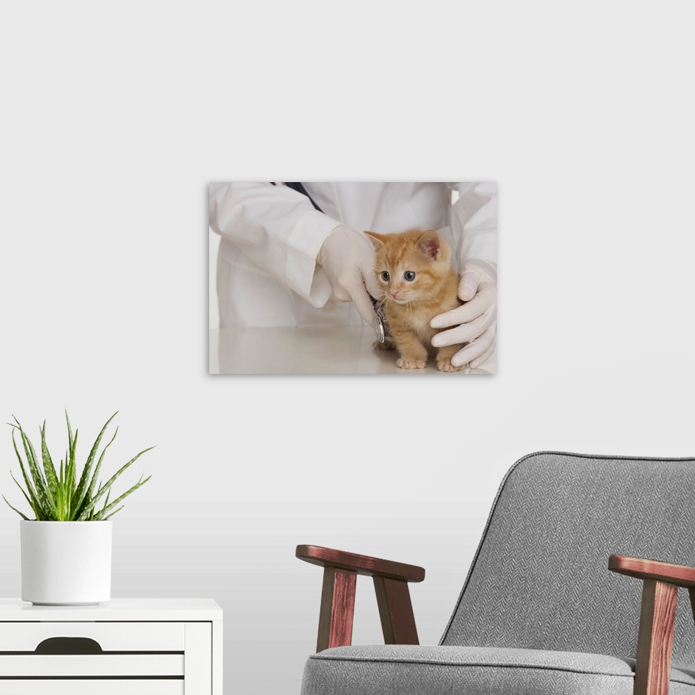 A modern room featuring Veterinarian hands examining kitten