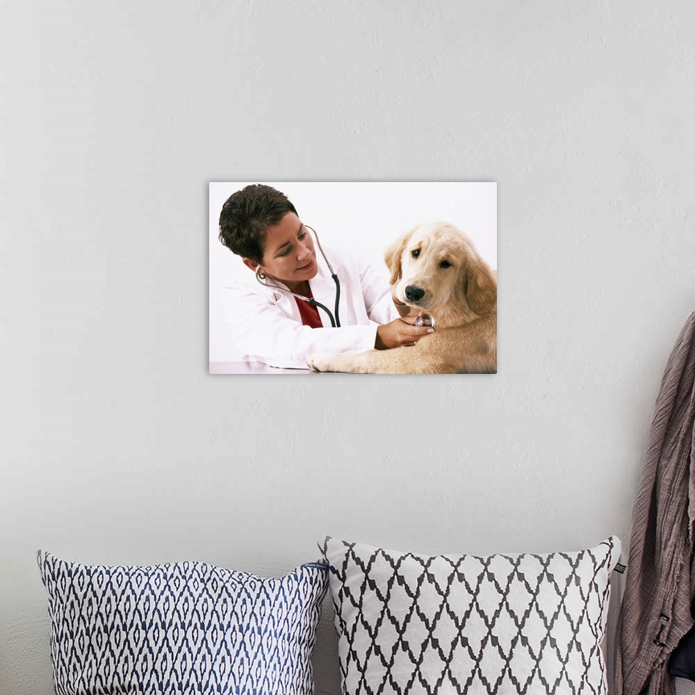 A bohemian room featuring Veterinarian with stethoscope examining Golden Retriever puppy
