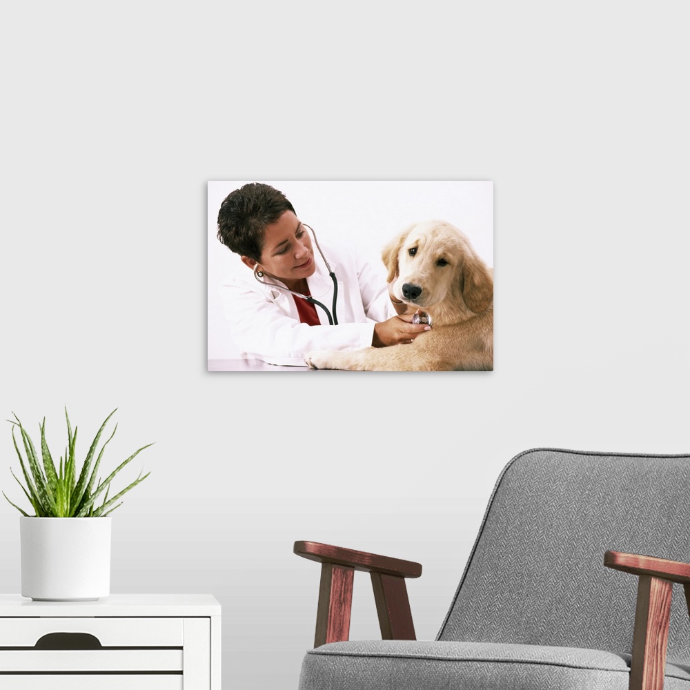 A modern room featuring Veterinarian with stethoscope examining Golden Retriever puppy