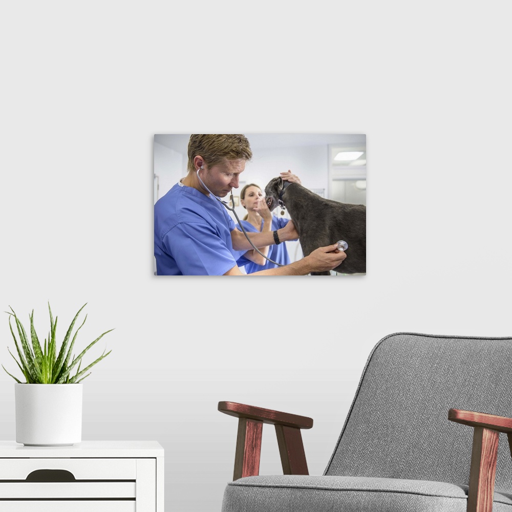 A modern room featuring Veterinarians examining dog in office