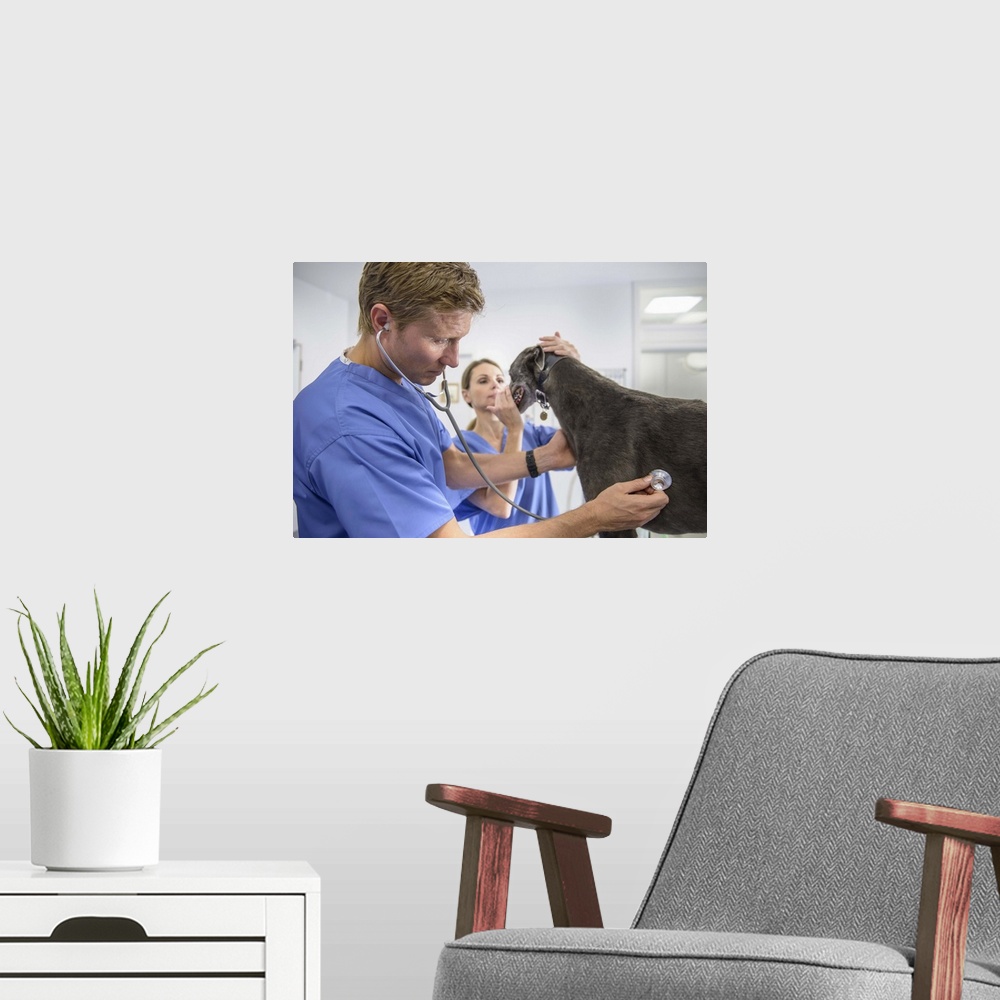 A modern room featuring Veterinarians examining dog in office