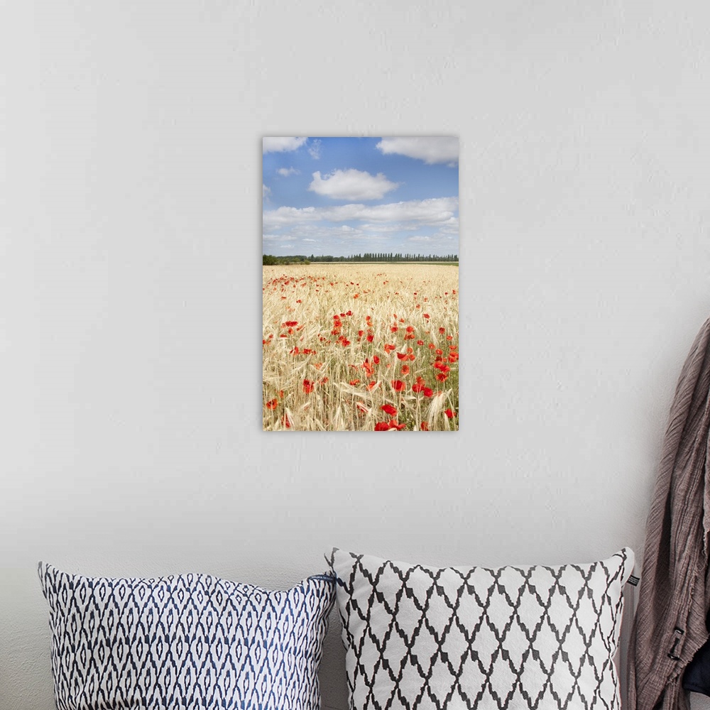 A bohemian room featuring View of field of poppies.
