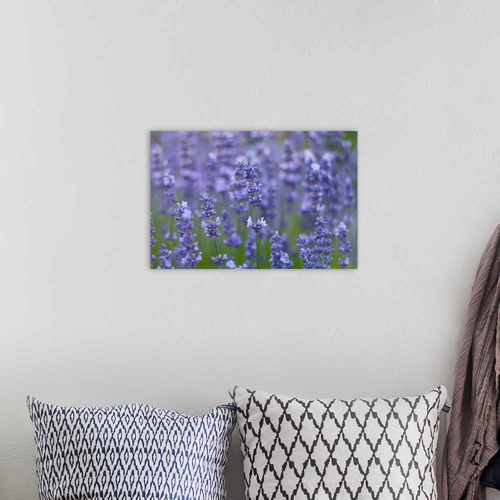 A bohemian room featuring View of lavender flowers (Lavandula angustifolia).