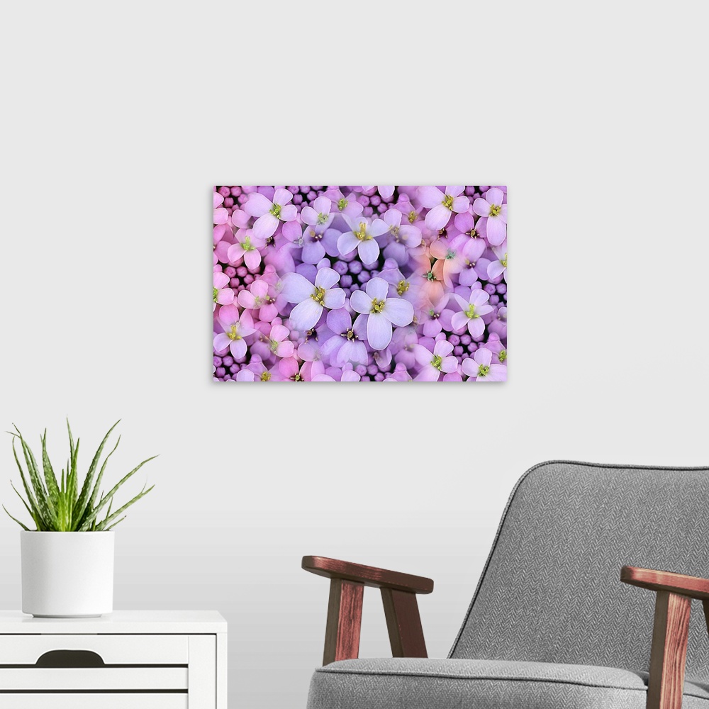 A modern room featuring View of light purple wildflower, candytuft, Iberis.