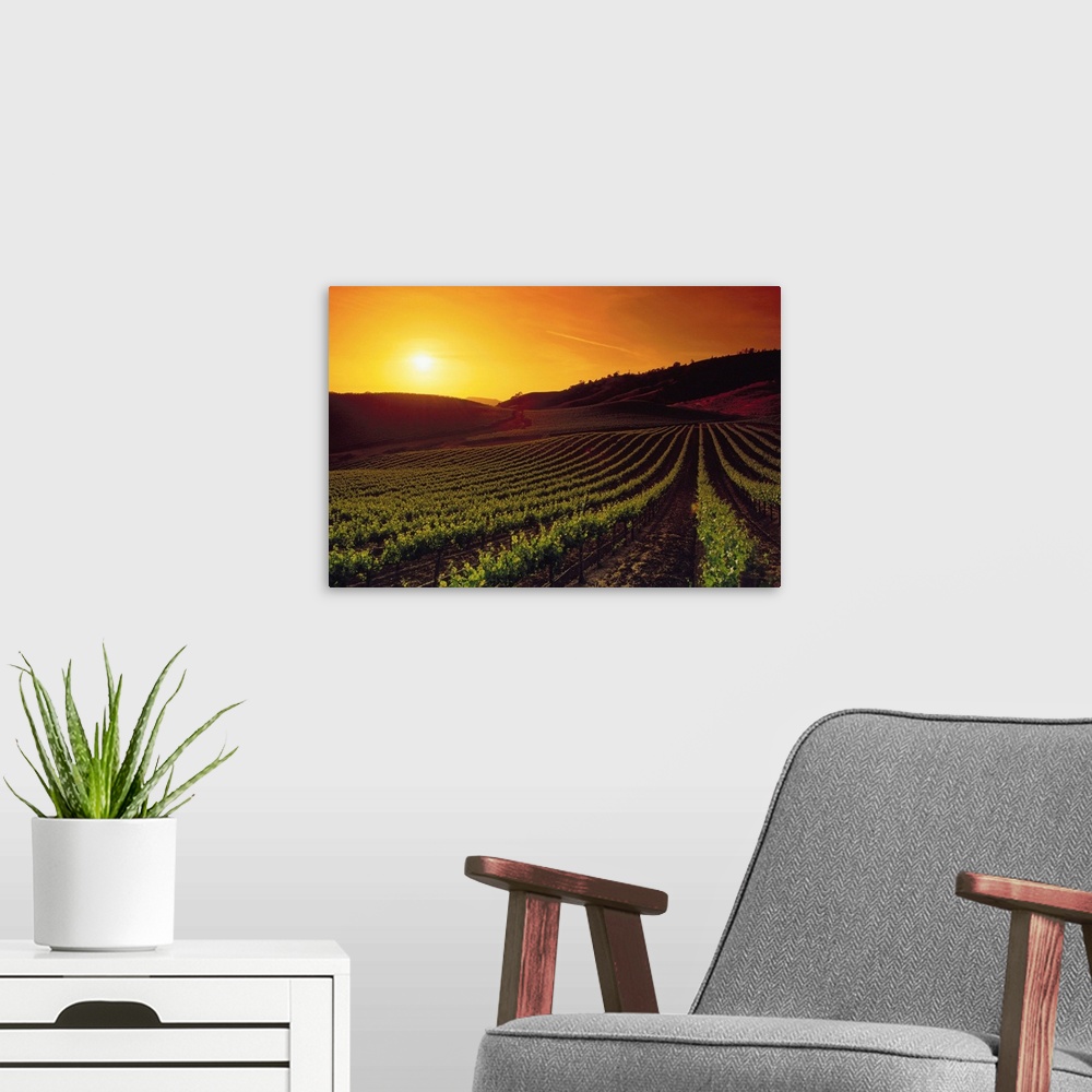 A modern room featuring Vineyards At Sunset