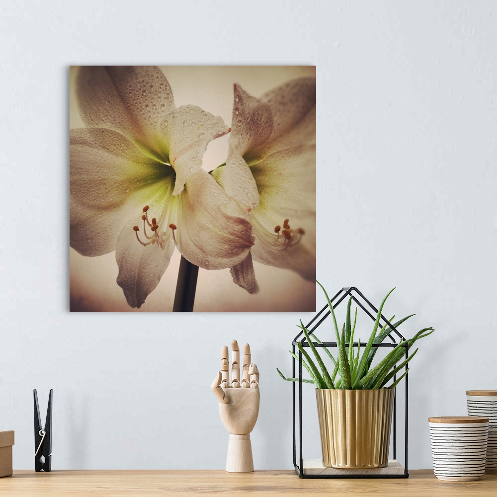 A bohemian room featuring Vintage toned image of amaryllis flowers.
