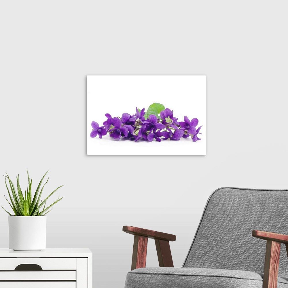 A modern room featuring Violets