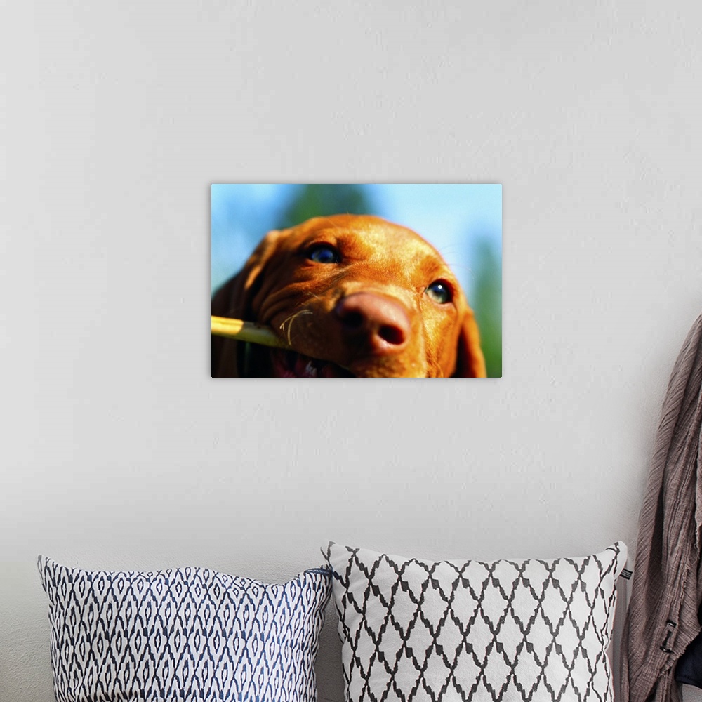 A bohemian room featuring Vizsla Puppy with Stick
