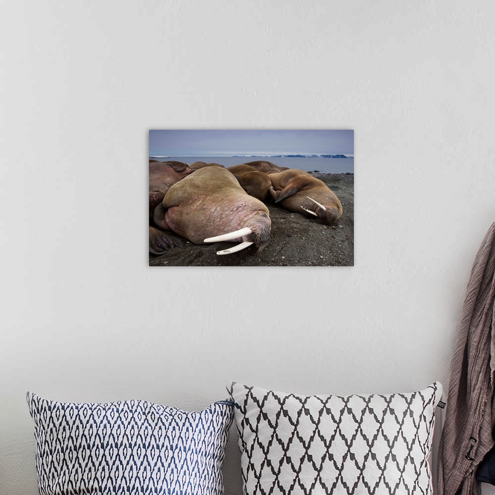 A bohemian room featuring Walrus Herd Lying On Beach