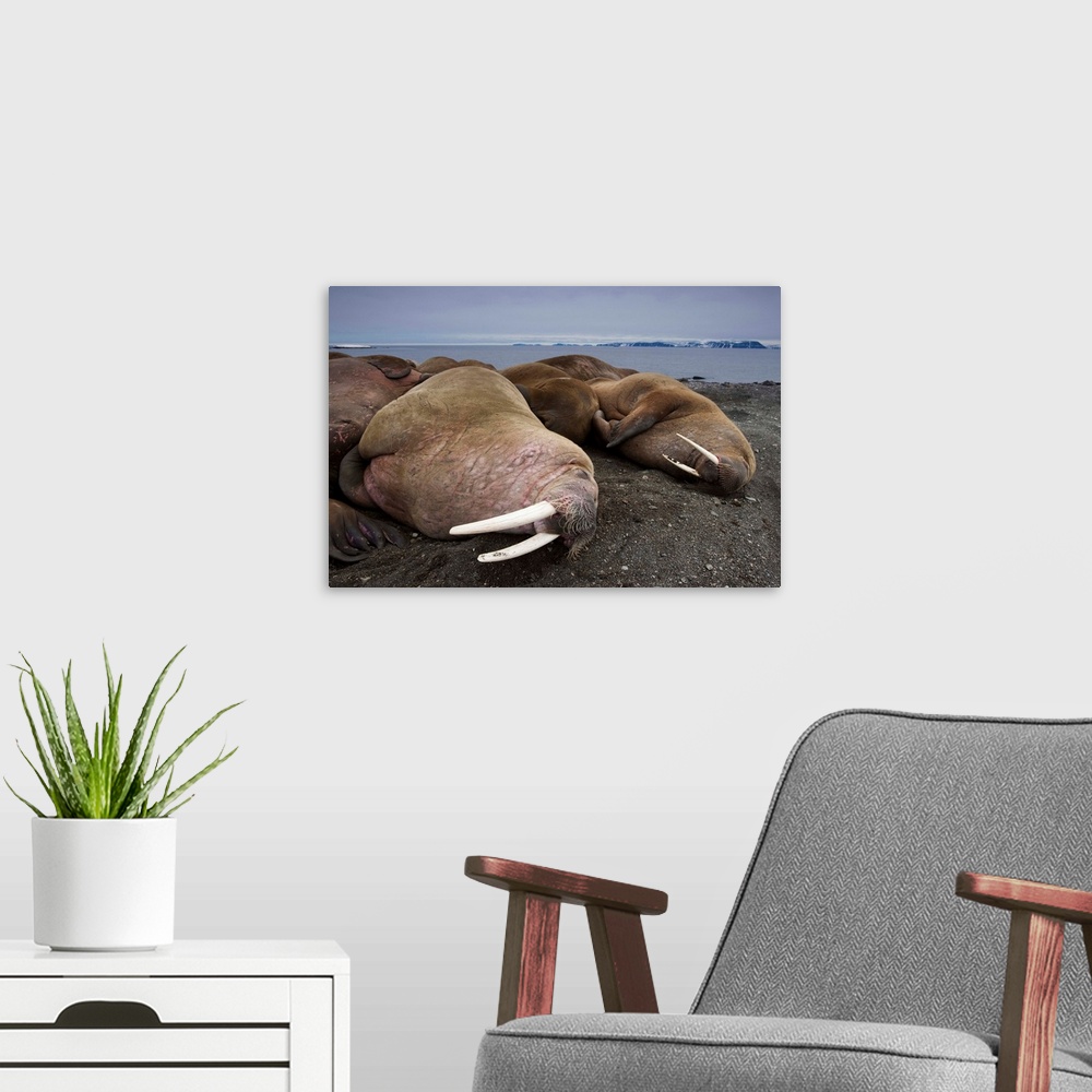 A modern room featuring Walrus Herd Lying On Beach