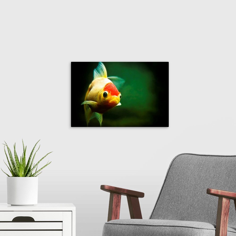 A modern room featuring Wanda the goldfish swims happily in her tank. Say a wish and she'll make it true...